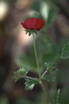 Image of ruby cinquefoil