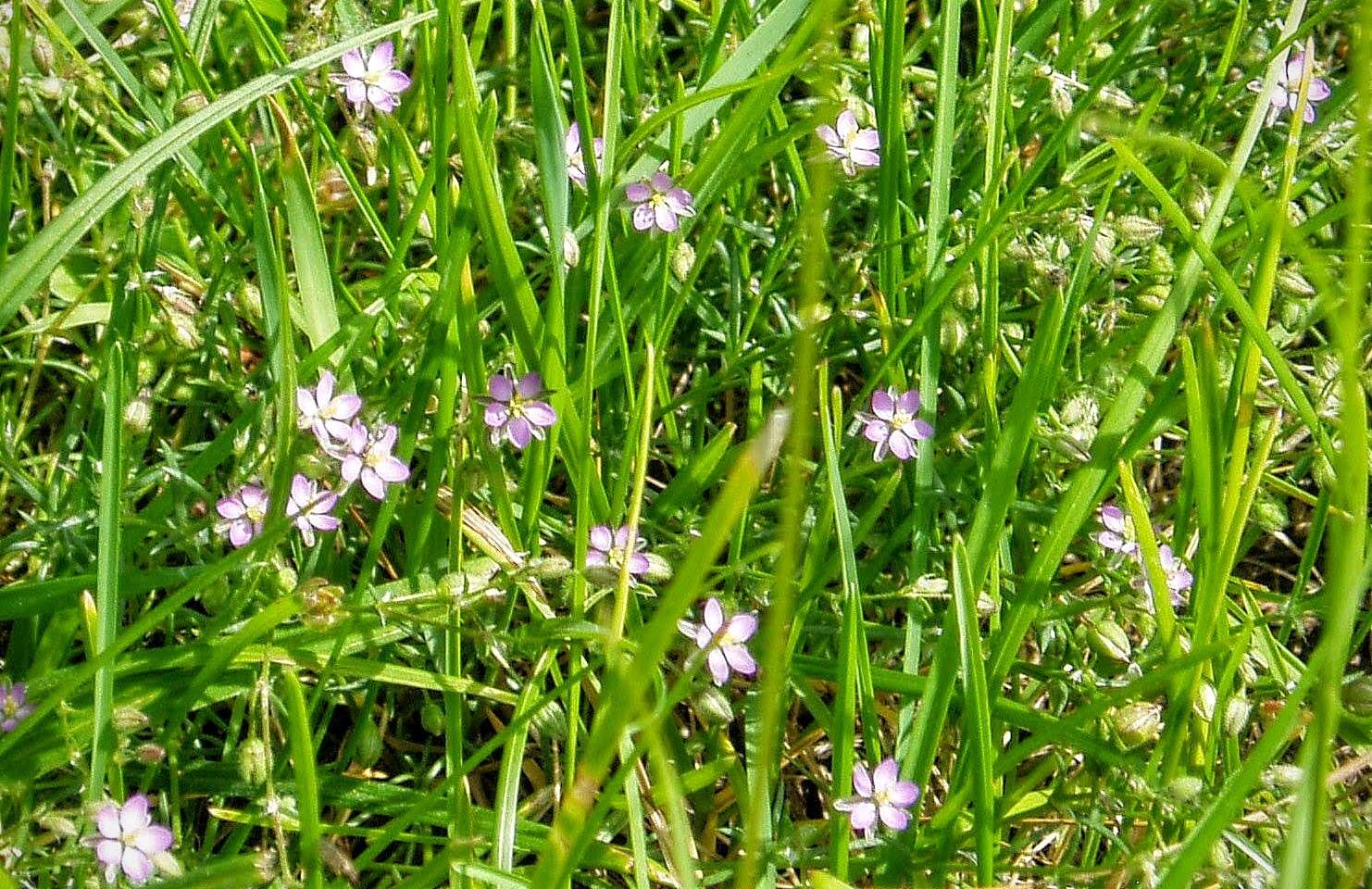 Image of red sandspurry