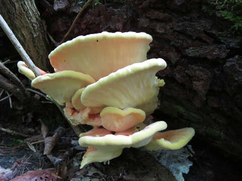 Image of Bracket Fungus