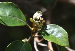 Image of Olearia avicenniifolia (Raoul) Hook. fil.