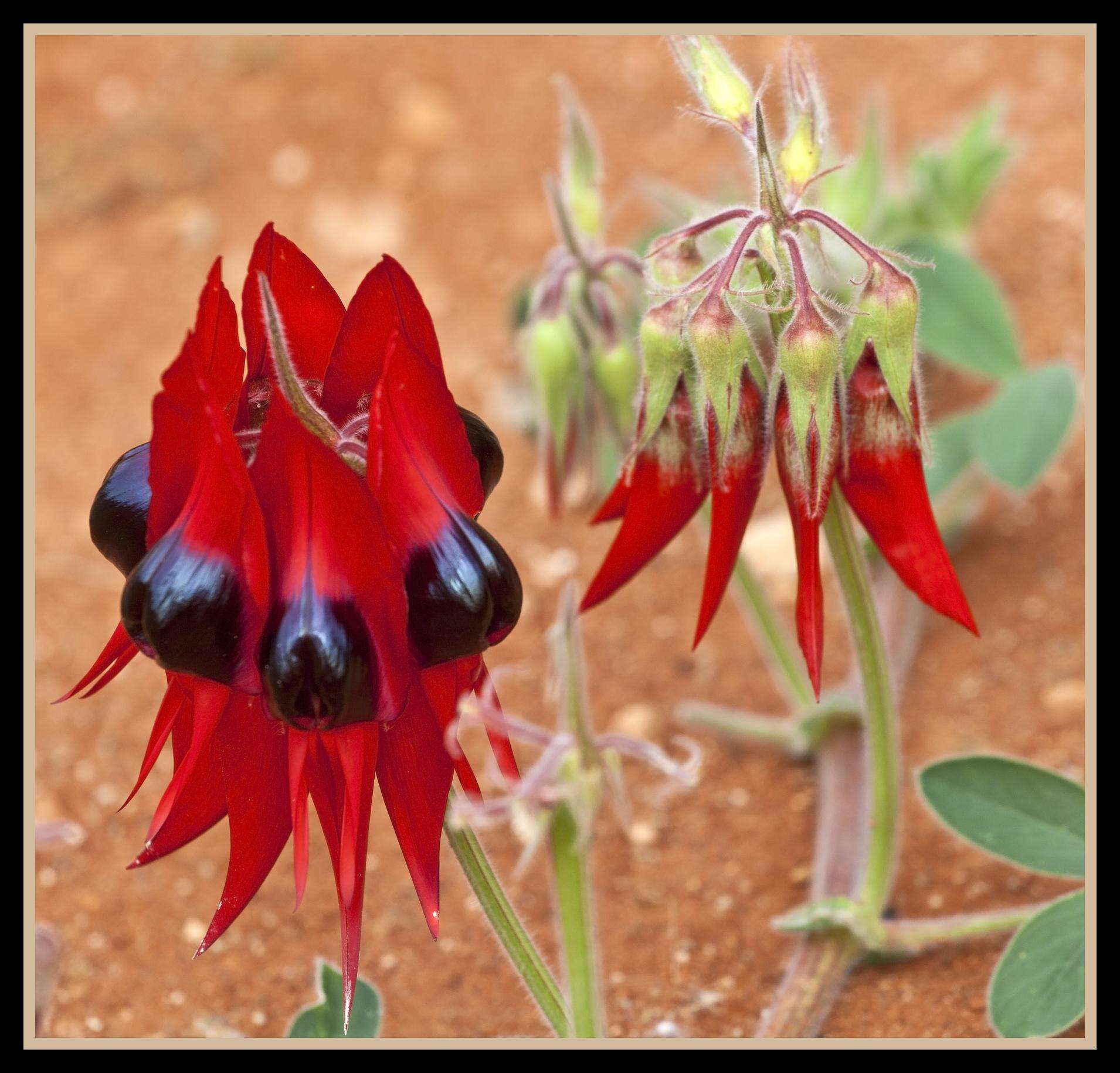 Plancia ëd Swainsona formosa (G. Don) J. Thompson