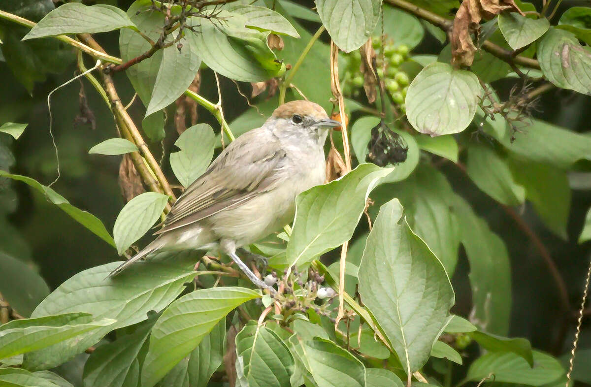 Image of Blackcap