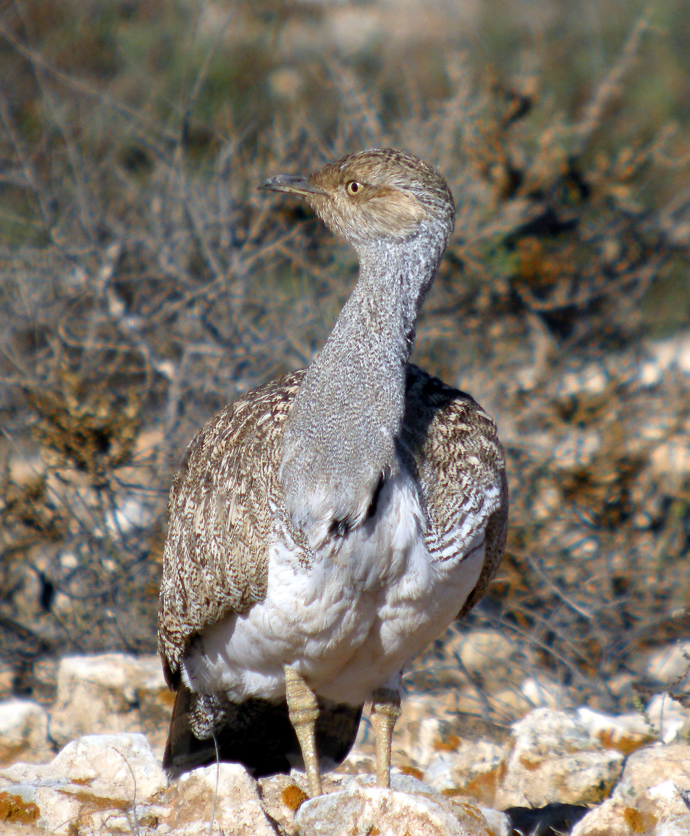 Image of Chlamydotis undulata fuertaventurae (Rothschild & Hartert 1894)