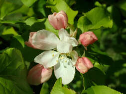 Plancia ëd Malus sieversii (Ledeb.) Roem.