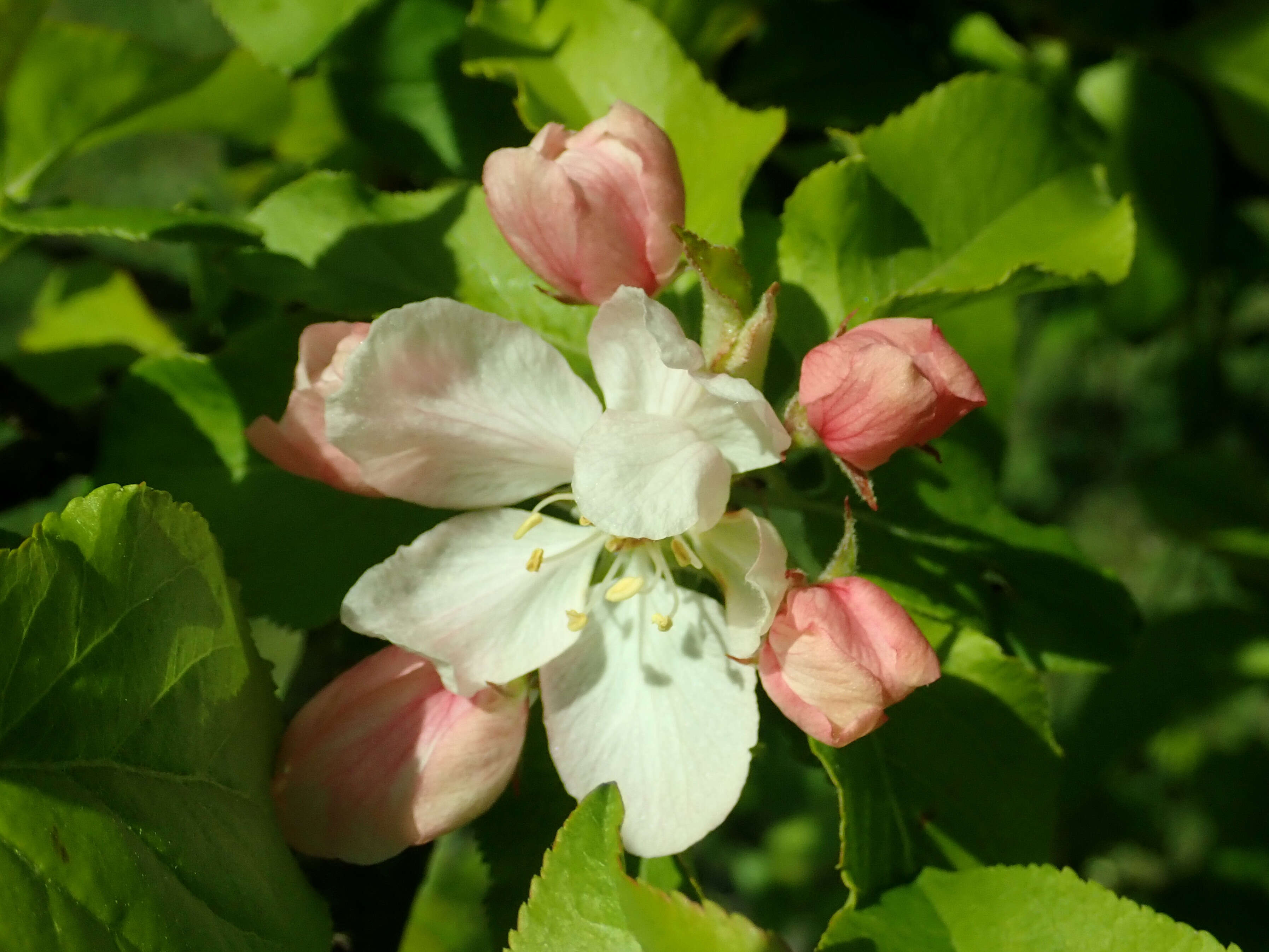 Image of Malus sieversii (Ledeb.) Roem.