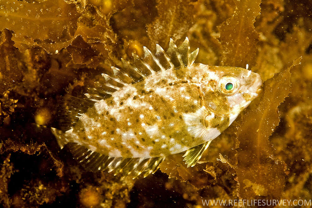 Image of Dusky rabbitfish