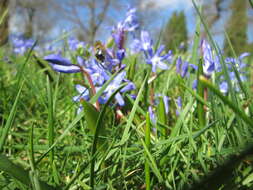 Image de Scilla luciliae (Boiss.) Speta