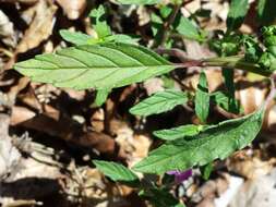 Image of Red hemp nettle