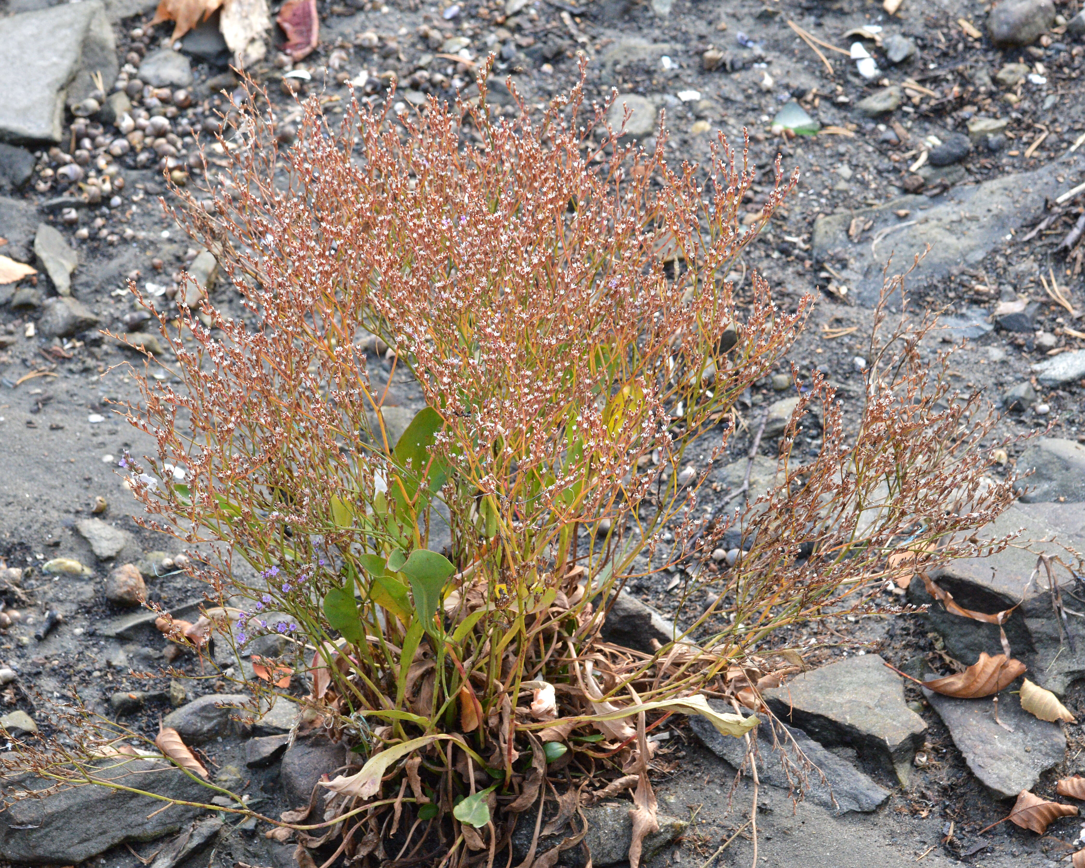 Image of Limonium humile Miller