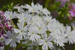 Image of annual phlox