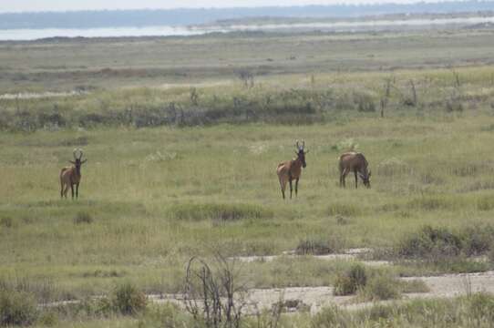 Image of Hartebeest