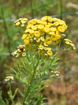 Image of common tansy