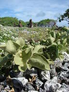 Image de Solanum nelsonii Dun.