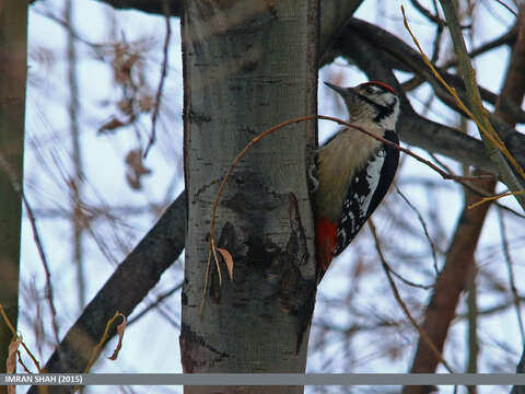 Image of Himalayan Woodpecker