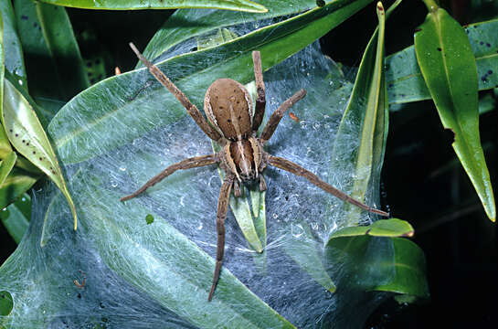 Image of Dolomedes minor L. Koch 1876