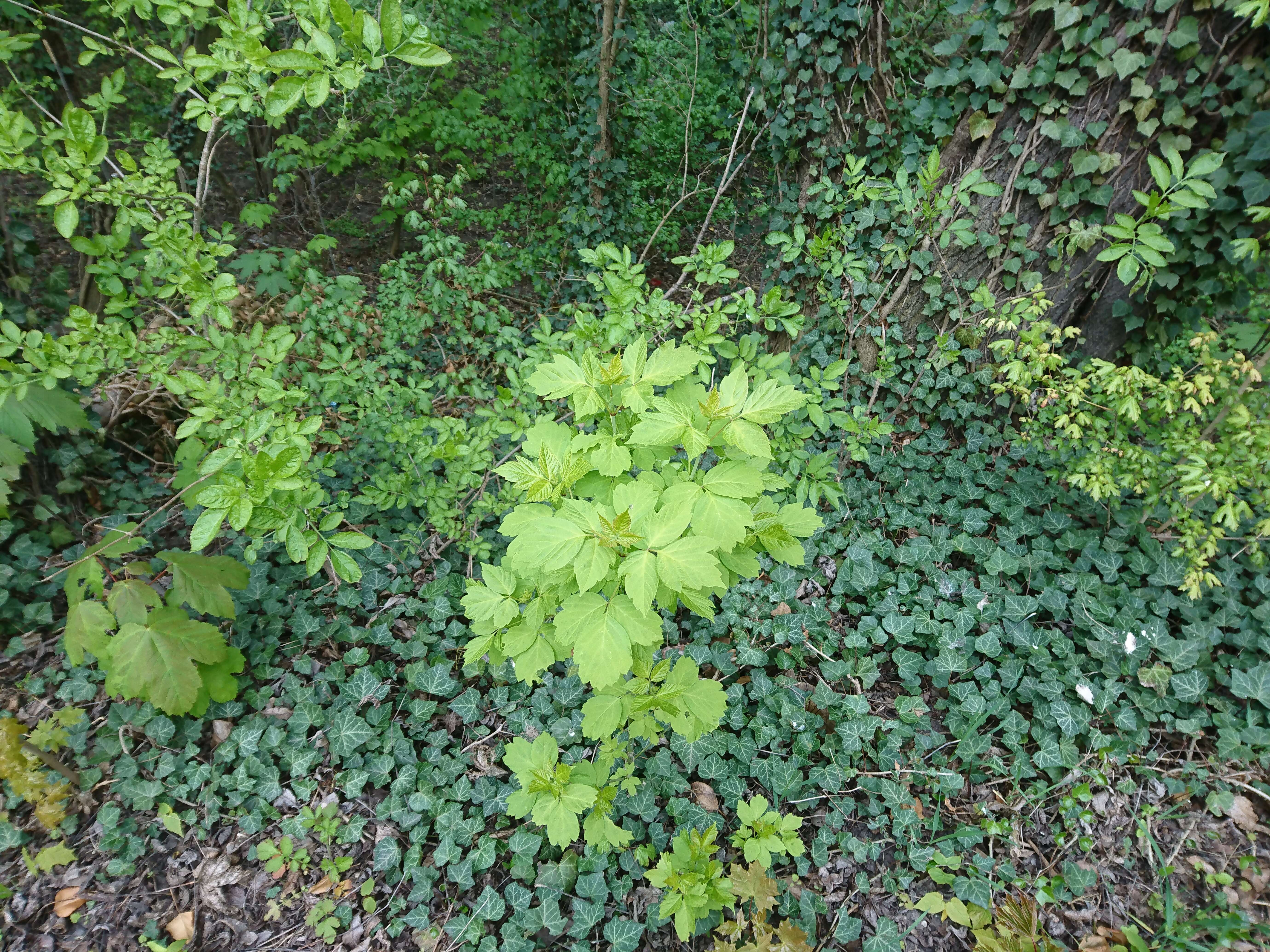 Image of Norway Maple