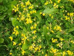 Image of Common Bird's-foot-trefoil