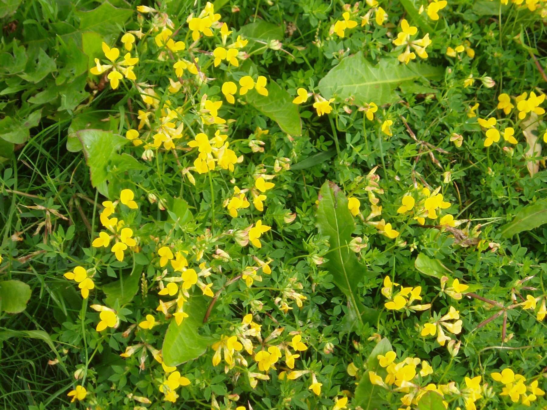 Image of Common Bird's-foot-trefoil