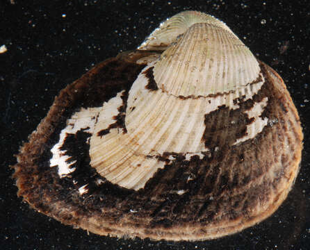 Image of Noetia ponderosa (Say 1822)