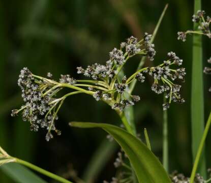 Слика од Scirpus sylvaticus L.