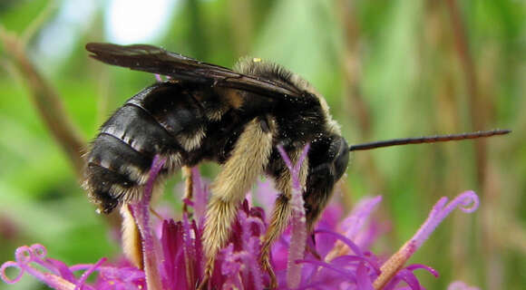 Image of Melissodes bimaculatus (Lepeletier 1825)