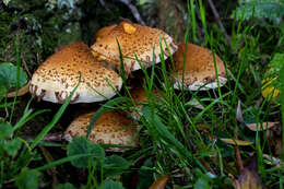 Pholiota squarrosa (Vahl) P. Kumm. 1871 resmi