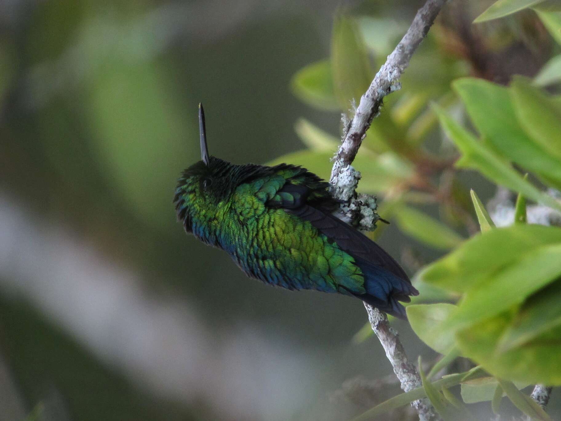 Image of Western Emerald