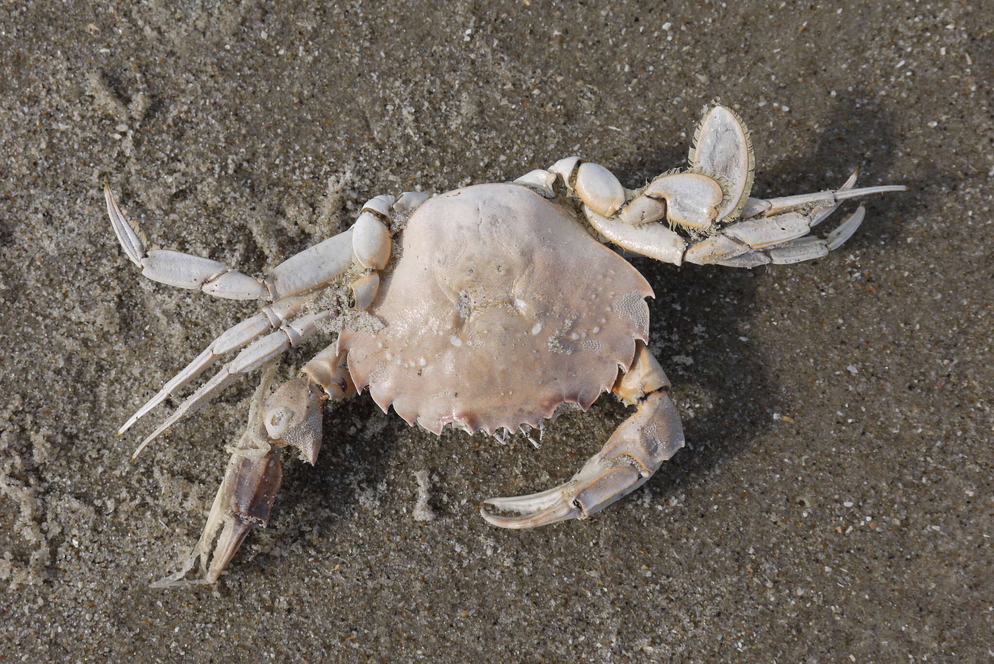 Image of common swimming crab