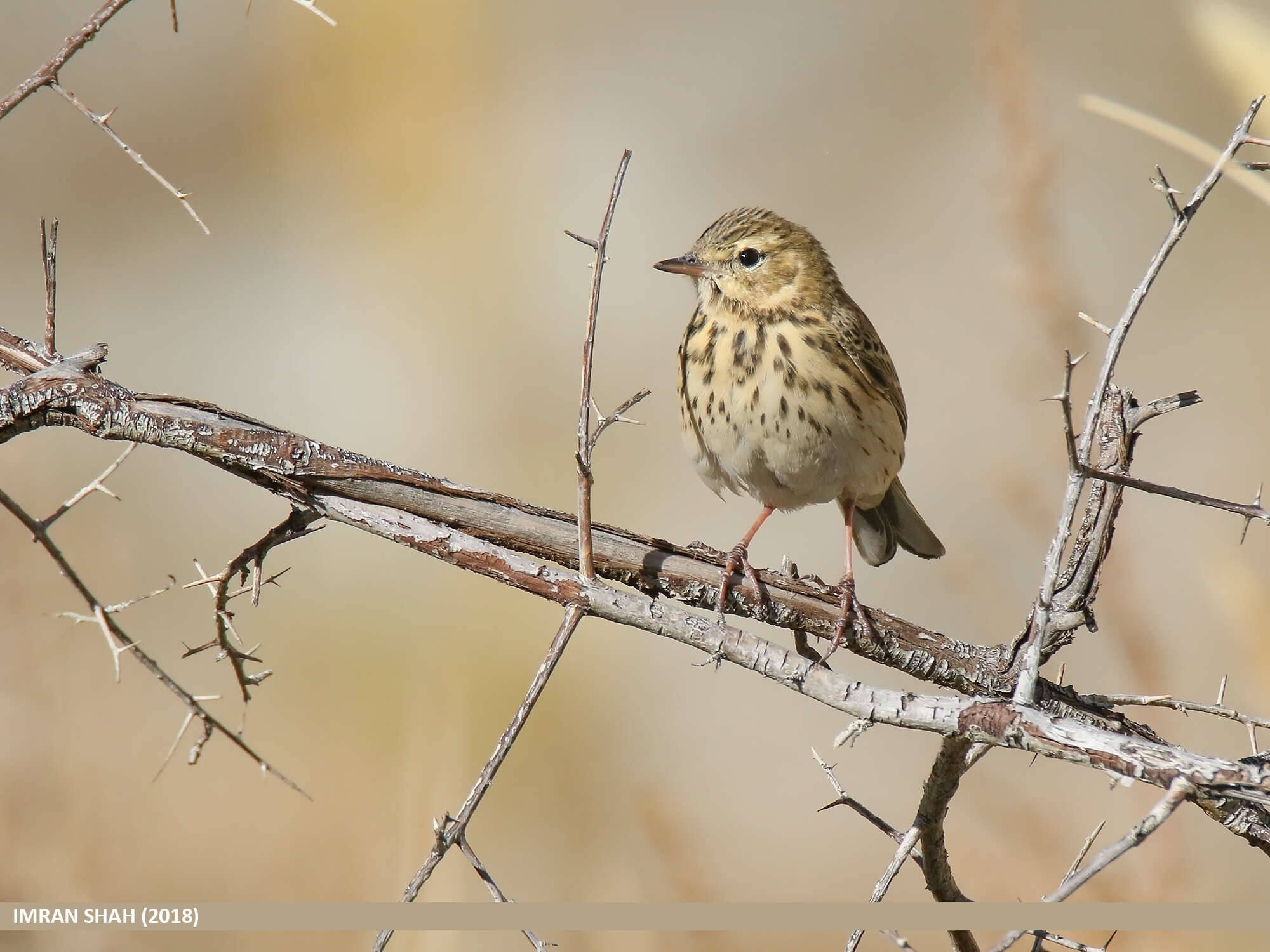 Image of Tree Pipit