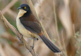 Donacobiidae resmi