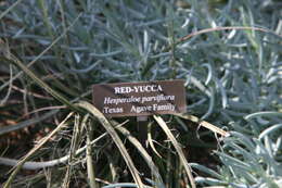 Image of redflower false yucca