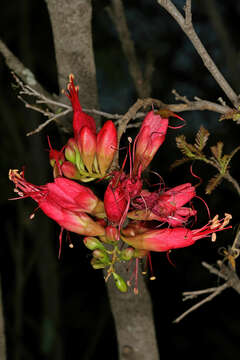 Image of Hottentot's Bean