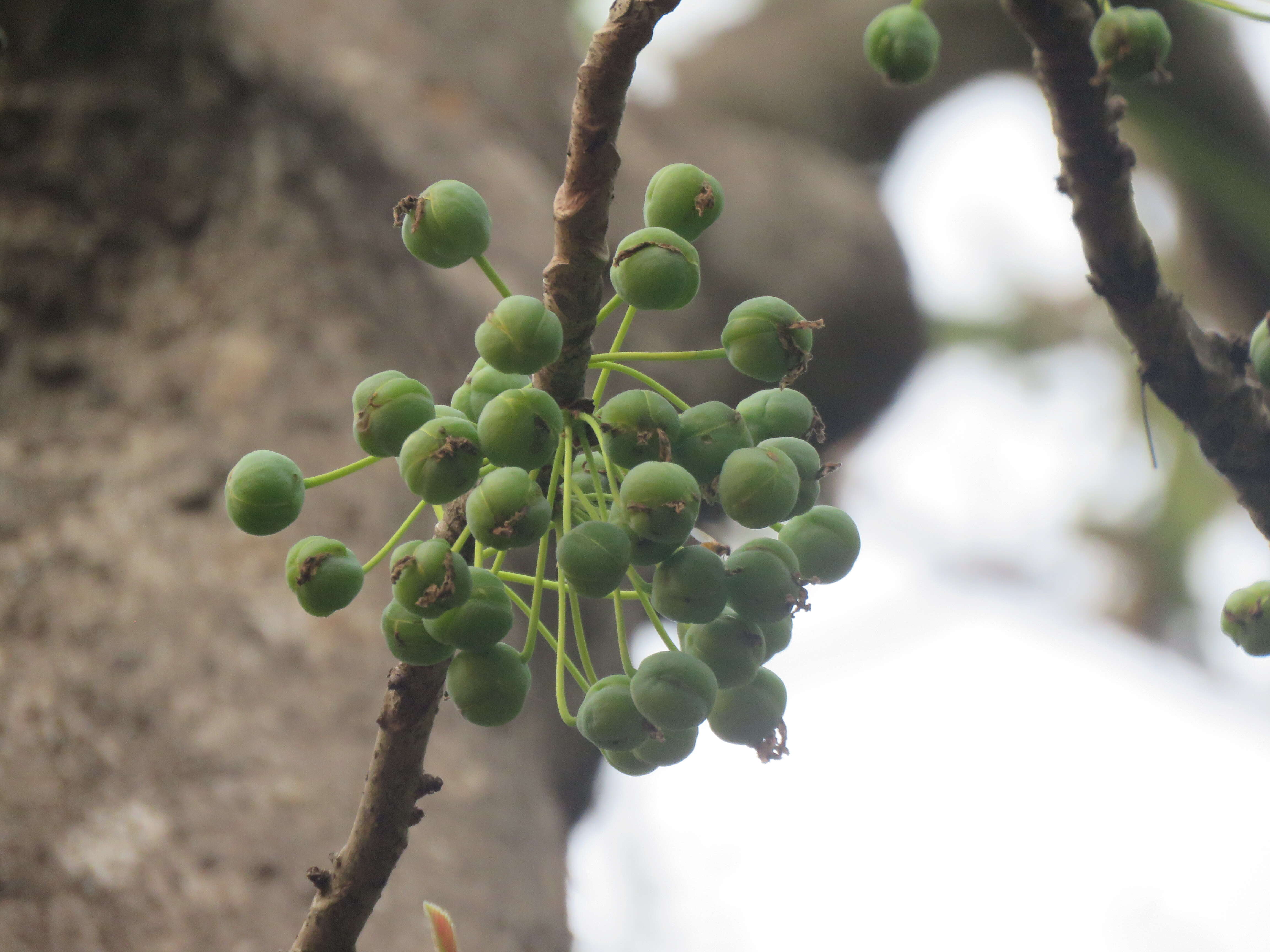 Imagem de Dillenia pentagyna Roxb.