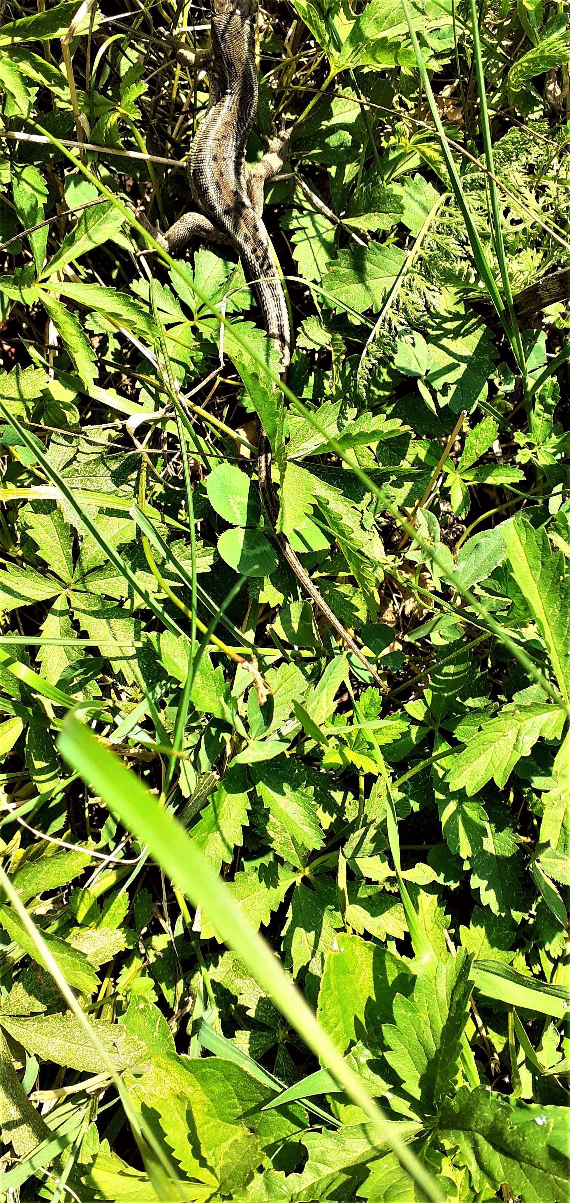 Image of Western Green Lizard