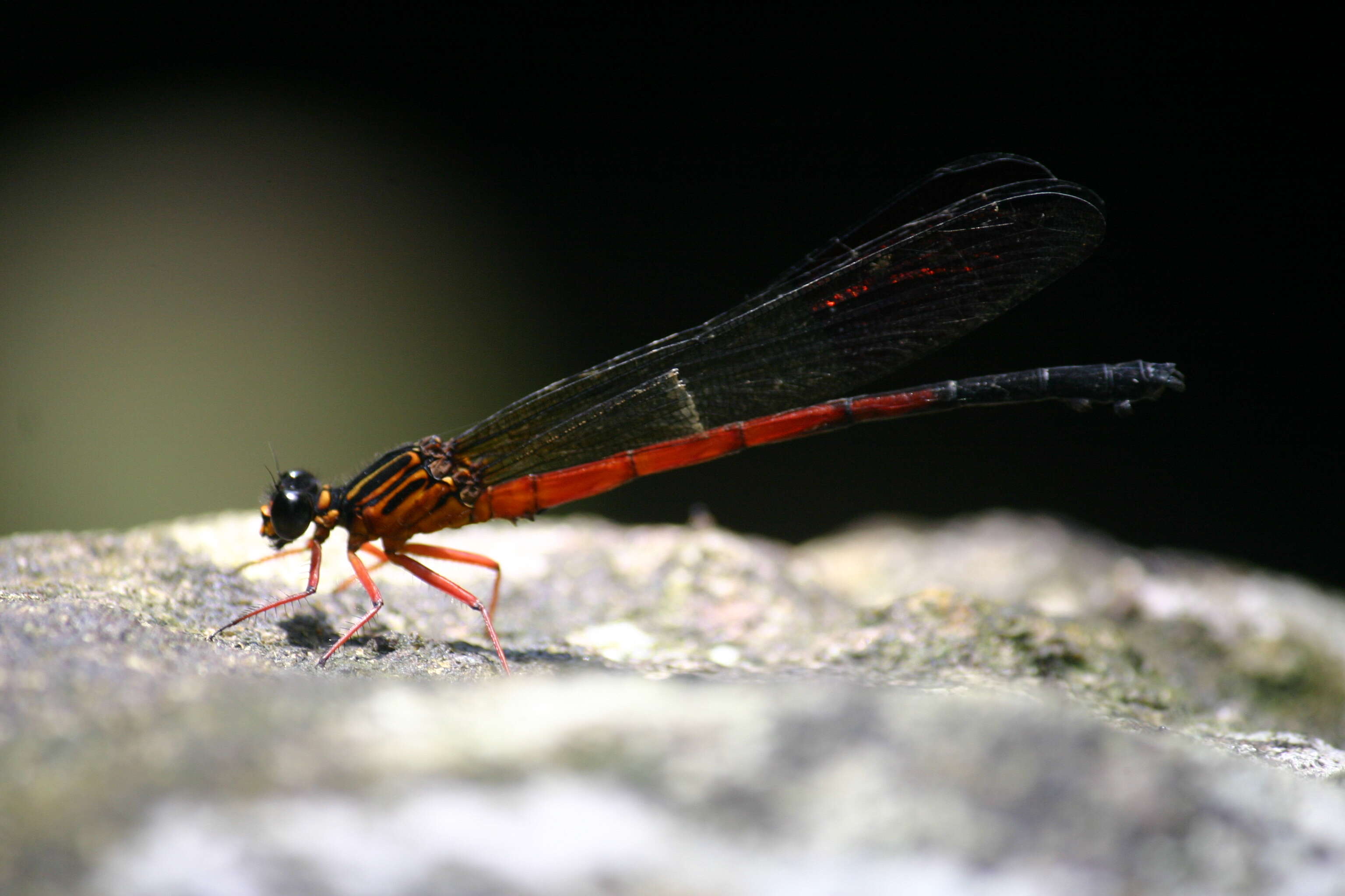 Image of Euphaea cardinalis (Fraser 1924)