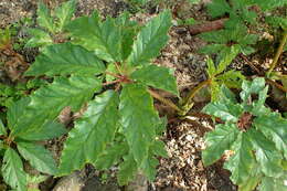 Image of Begonia carolineifolia Regel