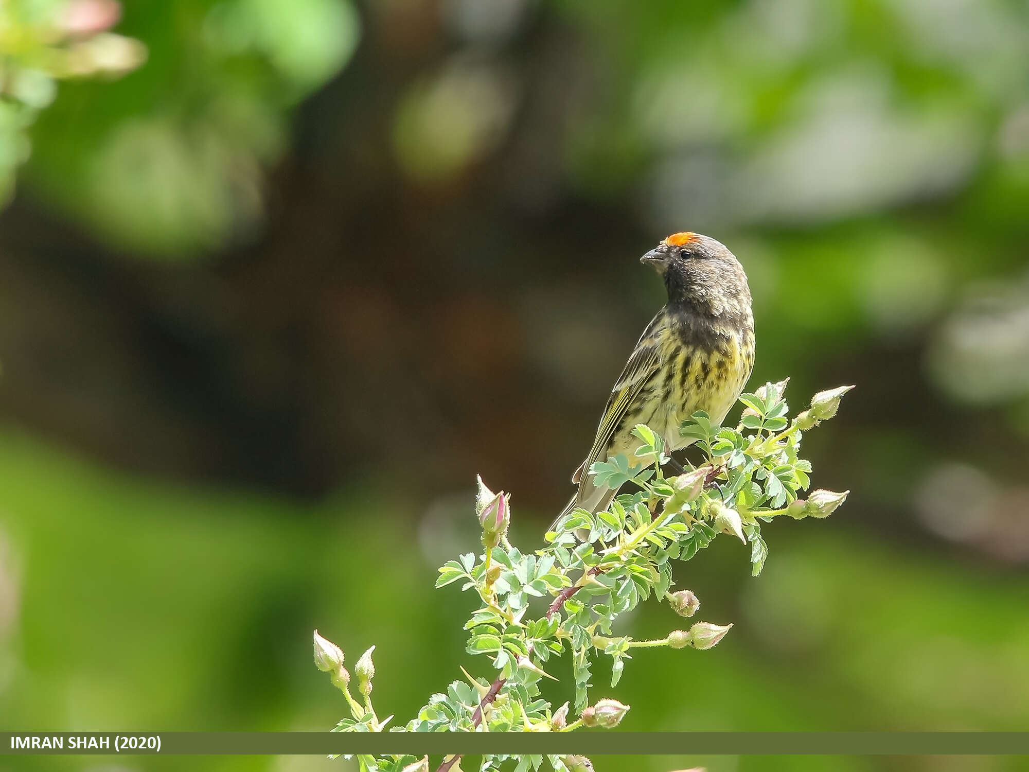 Image of Fire-fronted Serin