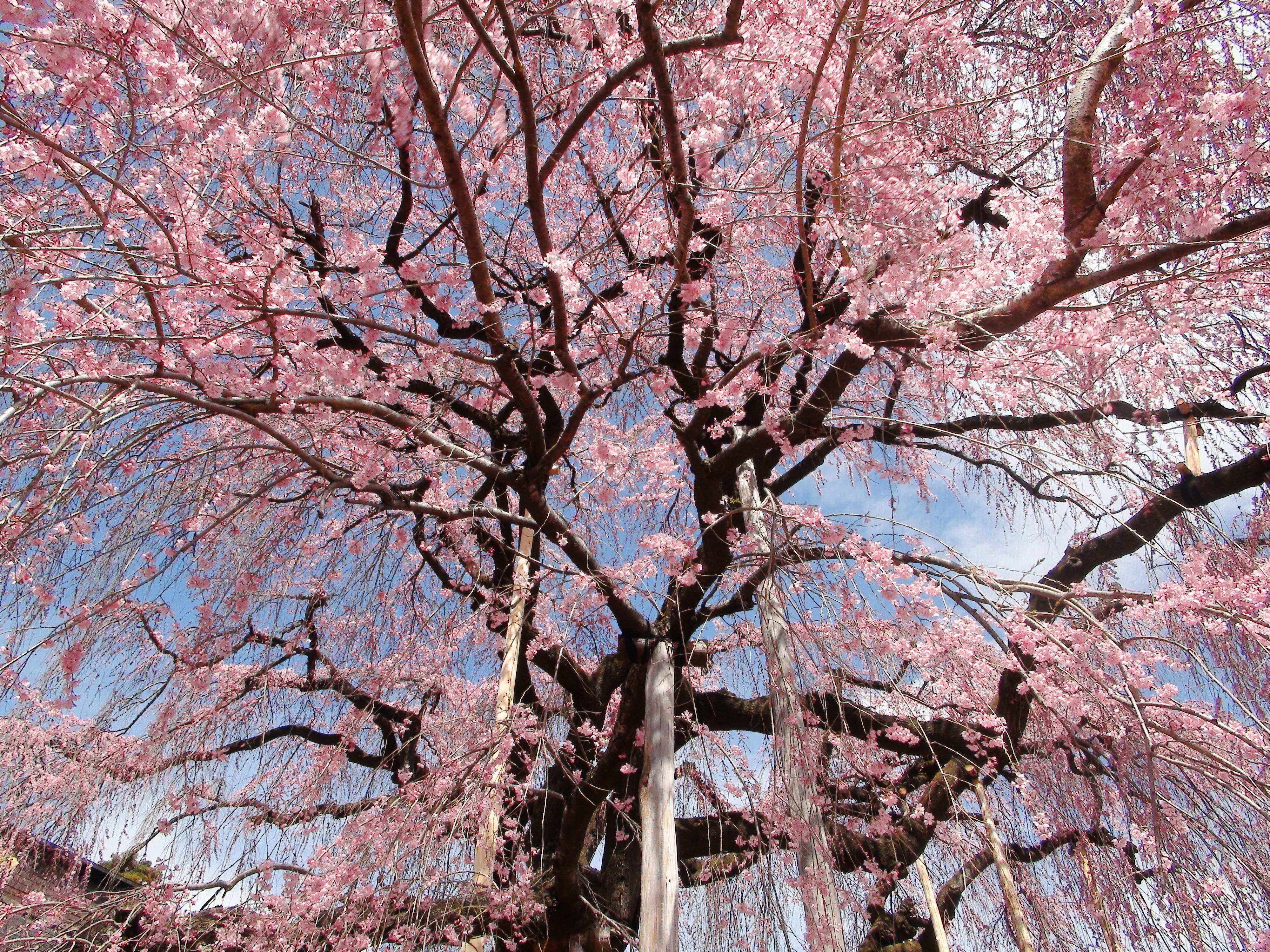 Image de Prunus spachiana (Lavallee ex H. Otto) Kitamura