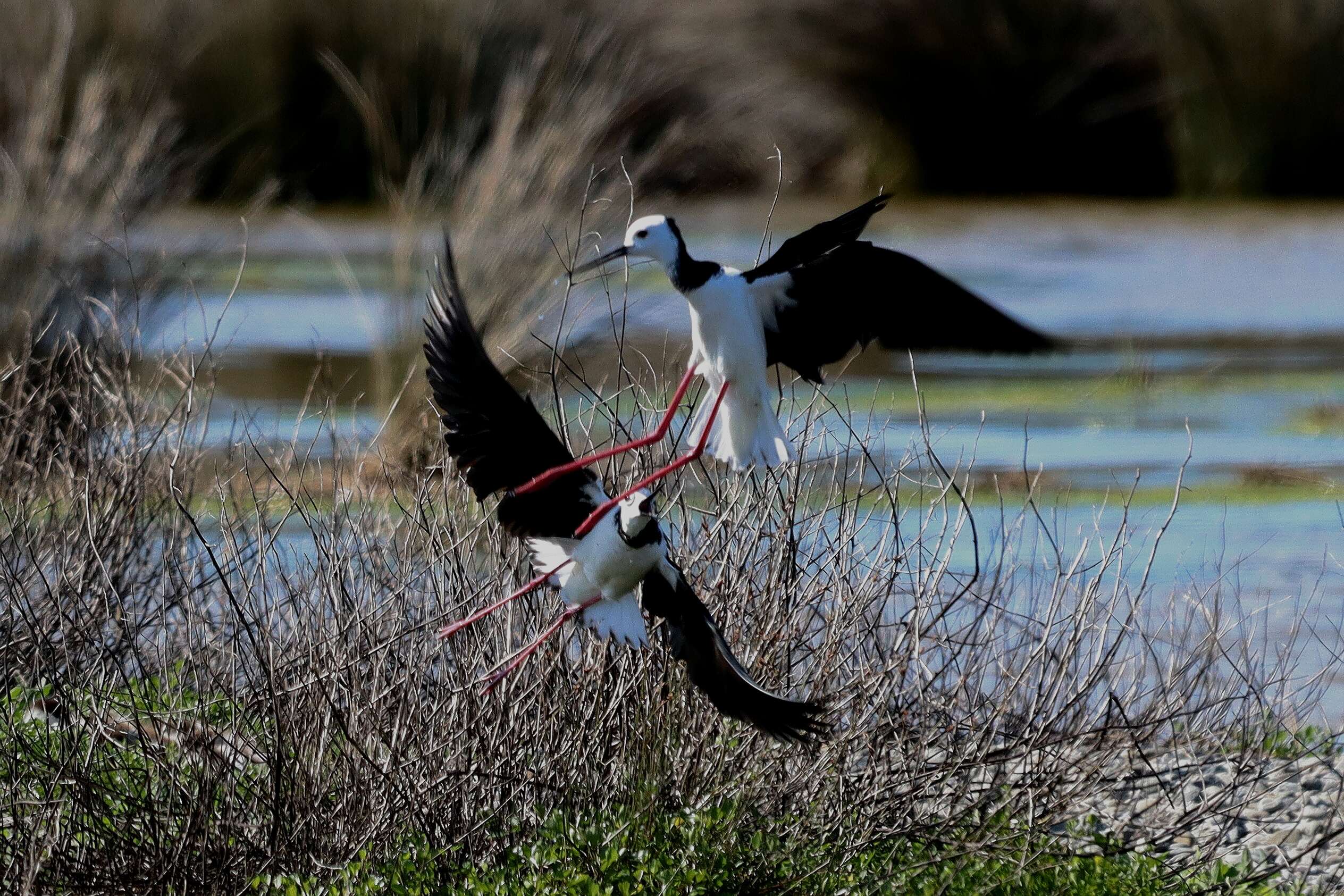 Image of Pied Stilt