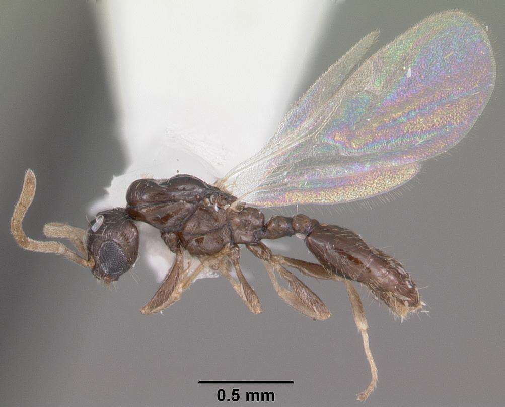 Image of Xenomyrmex floridanus Emery 1895