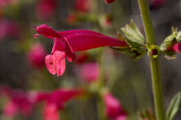 Image de Salvia henryi A. Gray