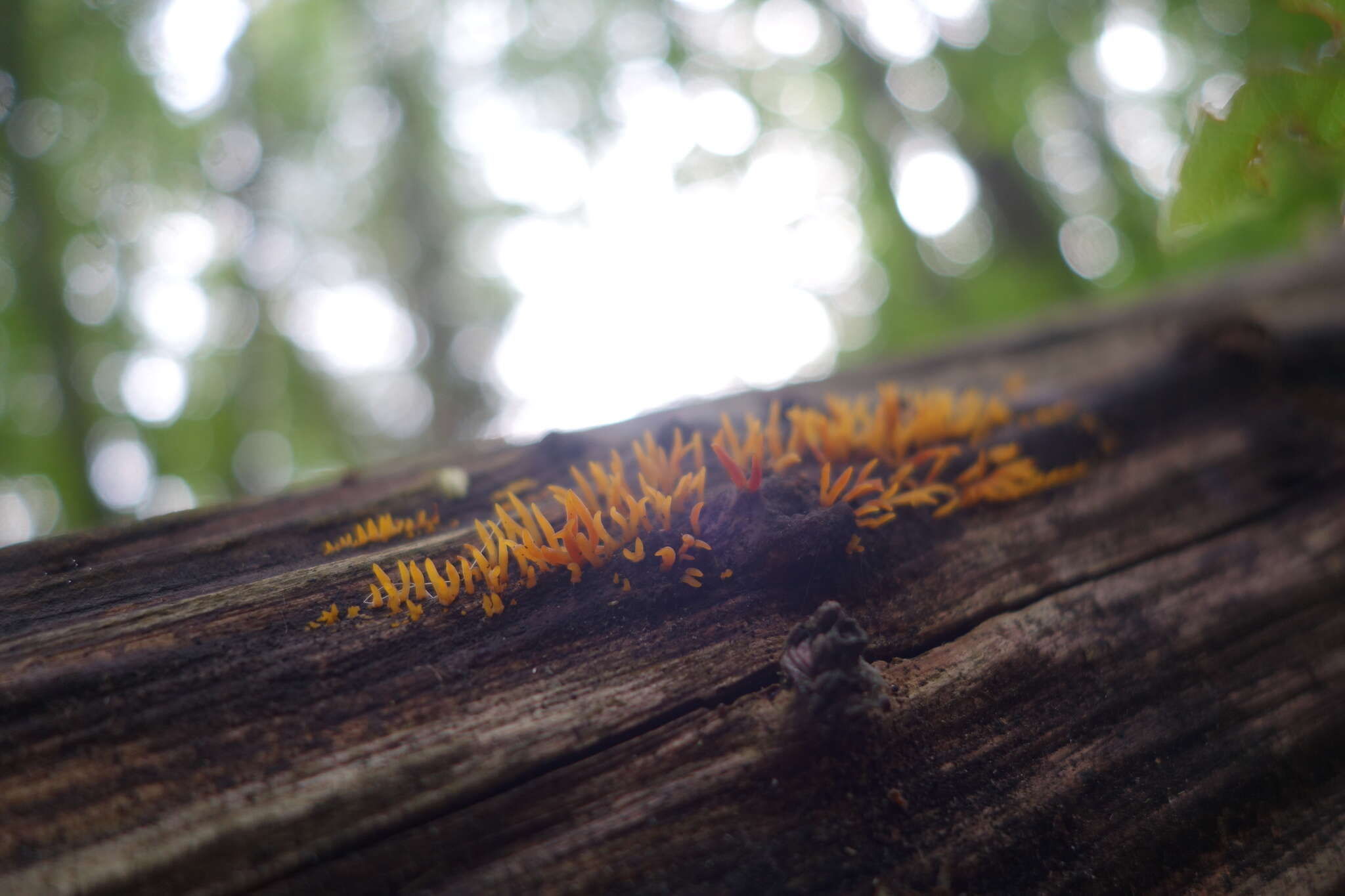 Imagem de Calocera cornea (Batsch) Fr. 1827