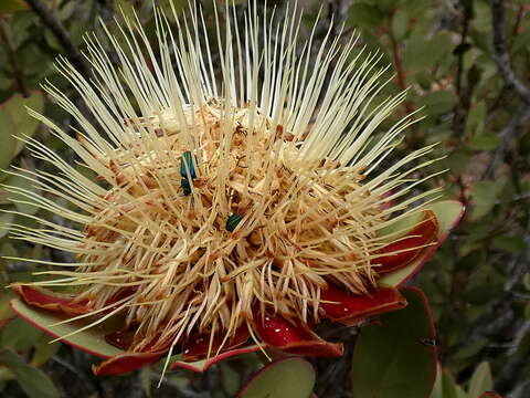 Image of clanwilliam sugarbush