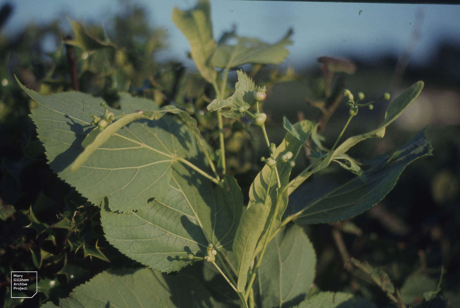 Image of Large-leaved Lime