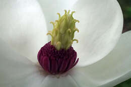 Image of Magnolia sieboldii K. Koch