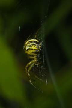 Image of Mangora acalypha (Walckenaer 1802)