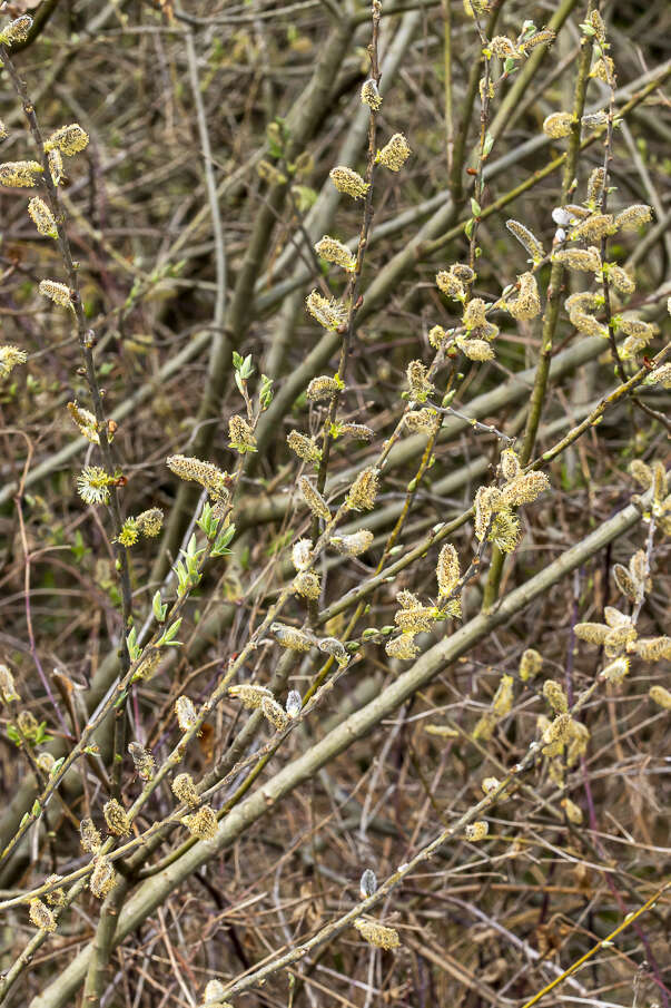 Imagem de Salix cinerea L.