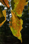 Image of flowering dogwood