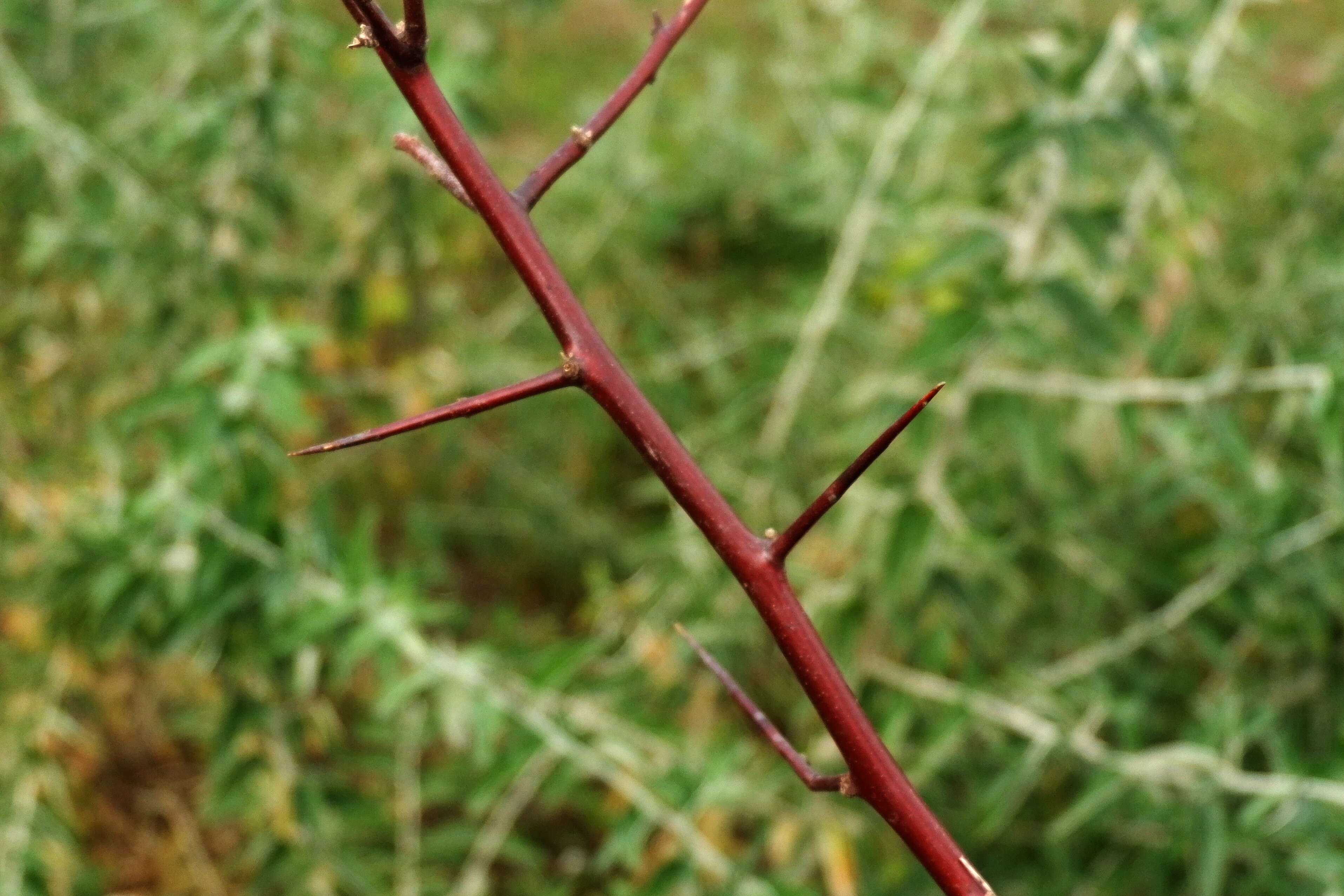 Image of Russian olive