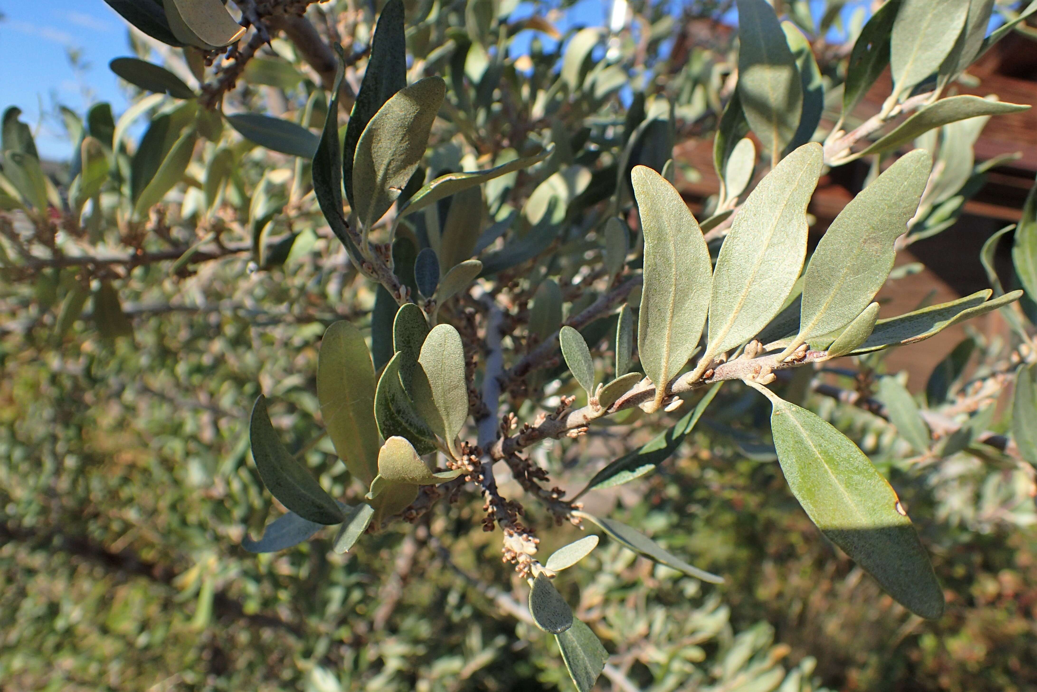 Image of silver buffaloberry